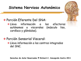 Sistema Nervioso Autonómico


Porción Eferente Del SNA:
  Lleva   información    a los efectores
  autónomos o viscerales (músculo liso,
  cardíaco y glándulas).


Porción Sensorial Visceral:
  Lleva información a los centros integrados
  del SNC.



  Derechos de Autor Reservados © Richard C. Concepción Castro 2011
 