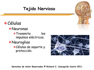 Tejido Nervioso


Células
  Neuronas
     Transmite         los
     impulsos eléctricos.
  Neuroglias
     Células de soporte y
     protección.




  Derechos de Autor Reservados © Richard C. Concepción Castro 2011
 