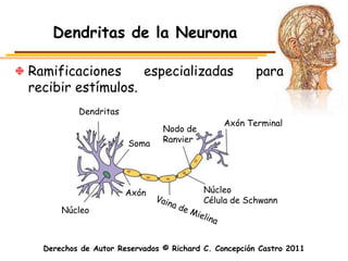 Dendritas de la Neurona

Ramificaciones     especializadas                     para
recibir estímulos.
          Dendritas
                                              Axón Terminal
                               Nodo de
                      Soma     Ranvier




                      Axón               Núcleo
                                         Célula de Schwann
      Núcleo



  Derechos de Autor Reservados © Richard C. Concepción Castro 2011
 