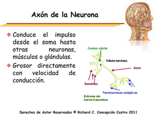 Axón de la Neurona

Conduce el impulso
desde el soma hasta
otras        neuronas,
músculos o glándulas.
Grosor directamente
con   velocidad    de
conducción.




  Derechos de Autor Reservados © Richard C. Concepción Castro 2011
 