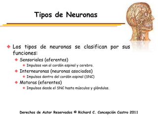 Tipos de Neuronas



Los tipos de neuronas se clasifican por sus
funciones:
  Sensoriales (aferentes)
     Impulsos van al cordón espinal y cerebro.
  Interneuronas (neuronas asociados)
     Impulsos dentro del cordón espinal (SNC)
  Motoras (eferentes)
     Impulsos desde el SNC hasta músculos y glándulas.




  Derechos de Autor Reservados © Richard C. Concepción Castro 2011
 