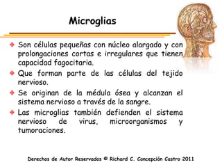 Microglias

Son células pequeñas con núcleo alargado y con
prolongaciones cortas e irregulares que tienen
capacidad fagocitaria.
Que forman parte de las células del tejido
nervioso.
Se originan de la médula ósea y alcanzan el
sistema nervioso a través de la sangre.
Las microglias también defienden el sistema
nervioso    de    virus,   microorganismos   y
tumoraciones.


  Derechos de Autor Reservados © Richard C. Concepción Castro 2011
 