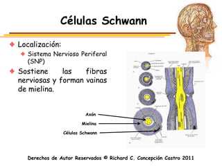 Células Schwann

Localización:
  Sistema Nervioso Periferal
  (SNP)
Sostiene     las   fibras
nerviosas y forman vainas
de mielina.


                         Axón

                        Mielina

                Células Schwann




  Derechos de Autor Reservados © Richard C. Concepción Castro 2011
 