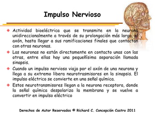 Impulso Nervioso

Actividad bioeléctrica que se transmite en la neurona
unidireccionalmente a través de su prolongación más larga, el
axón, hasta llegar a sus ramificaciones finales que contactan
con otras neuronas.
Las neuronas no están directamente en contacto unas con las
otras, entre ellas hay una pequeñísima separación llamada
sinapsis.
Cuando un impulso nervioso viaja por el axón de una neurona y
llega a su extremo libera neurotrasmisores en la sinapsis. El
impulso eléctrico se convierte en una señal química.
Estos neurotransmisores llegan a la neurona receptora, donde
la señal química despolariza la membrana y se vuelve a
convertir en impulso eléctrico


   Derechos de Autor Reservados © Richard C. Concepción Castro 2011
 