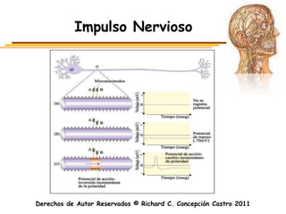 Impulso Nervioso




Derechos de Autor Reservados © Richard C. Concepción Castro 2011
 