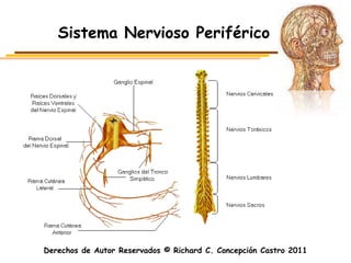 Sistema Nervioso Periférico




Derechos de Autor Reservados © Richard C. Concepción Castro 2011
 