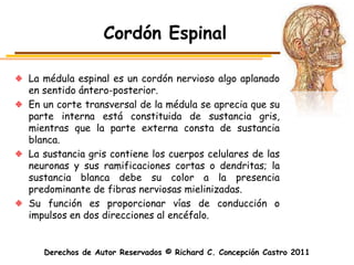Cordón Espinal

La médula espinal es un cordón nervioso algo aplanado
en sentido ántero-posterior.
En un corte transversal de la médula se aprecia que su
parte interna está constituida de sustancia gris,
mientras que la parte externa consta de sustancia
blanca.
La sustancia gris contiene los cuerpos celulares de las
neuronas y sus ramificaciones cortas o dendritas; la
sustancia blanca debe su color a la presencia
predominante de fibras nerviosas mielinizadas.
Su función es proporcionar vías de conducción o
impulsos en dos direcciones al encéfalo.


   Derechos de Autor Reservados © Richard C. Concepción Castro 2011
 