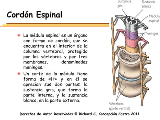 Cordón Espinal

    La médula espinal es un órgano
    con forma de cordón, que se
    encuentra en el interior de la
    columna vertebral, protegido
    por las vértebras y por tres
    membranas,         denominadas
    meninges.
    Un corte de la médula tiene
    forma de «H» y en él se
    aprecian sus dos partes: la
    sustancia gris, que forma la
    parte interna, y la sustancia
    blanca, en la parte externa.

   Derechos de Autor Reservados © Richard C. Concepción Castro 2011
 