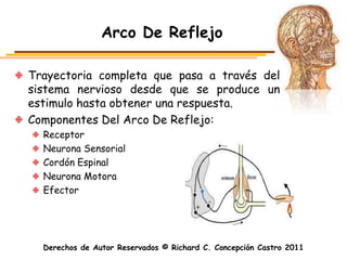 Arco De Reflejo

Trayectoria completa que pasa a través del
sistema nervioso desde que se produce un
estimulo hasta obtener una respuesta.
Componentes Del Arco De Reflejo:
  Receptor
  Neurona Sensorial
  Cordón Espinal
  Neurona Motora
  Efector




  Derechos de Autor Reservados © Richard C. Concepción Castro 2011
 