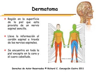 Dermatoma
Región en la superficie
de la piel que esta
provista de un nervio
espinal sencillo.

Lleva la información al
cordón espinal a través
de los nervios espinales.

Se encuentra en toda la
piel excepto en la cara y
el cuero cabelludo.



   Derechos de Autor Reservados © Richard C. Concepción Castro 2011
 