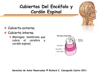 Cubiertas Del Encéfalo y
             Cordón Espinal


Cubierta externa.
Cubierta interna.
  Meninges: membrana que
  cubre el cerebro y
  cordón espinal.




  Derechos de Autor Reservados © Richard C. Concepción Castro 2011
 