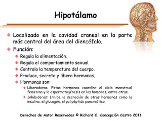 Hipotálamo

Localizado en la cavidad craneal en la parte
más central del área del diencéfalo.
Función:
  Regula la alimentación.
  Regula el comportamiento sexual.
  Controla la temperatura del cuerpo.
  Produce, secreta y libera hormonas.
  Hormonas son:
     Liberadoras: Estas hormonas coordina el ciclo menstrual
     femenino y la espermatogénesis en los hombres, entre otras.
     Inhibidoras: Inhibe la secreción de otras hormonas como la
     insulina, el glucagón, el polipéptido pancreático.


  Derechos de Autor Reservados © Richard C. Concepción Castro 2011
 