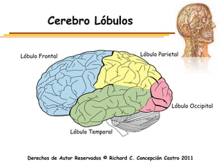 Cerebro Lóbulos


Lóbulo Frontal                               Lóbulo Parietal




                                                         Lóbulo Occipital



                  Lóbulo Temporal



  Derechos de Autor Reservados © Richard C. Concepción Castro 2011
 