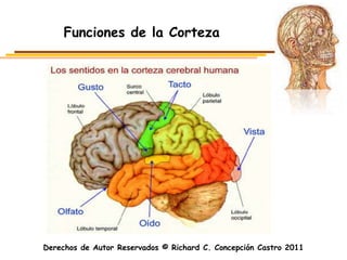 Funciones de la Corteza




Derechos de Autor Reservados © Richard C. Concepción Castro 2011
 