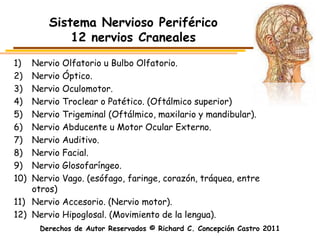 Sistema Nervioso Periférico
            12 nervios Craneales
1)  Nervio Olfatorio u Bulbo Olfatorio.
2)  Nervio Óptico.
3)  Nervio Oculomotor.
4)  Nervio Troclear o Patético. (Oftálmico superior)
5)  Nervio Trigeminal (Oftálmico, maxilario y mandibular).
6)  Nervio Abducente u Motor Ocular Externo.
7)  Nervio Auditivo.
8)  Nervio Facial.
9)  Nervio Glosofaríngeo.
10) Nervio Vago. (esófago, faringe, corazón, tráquea, entre
    otros)
11) Nervio Accesorio. (Nervio motor).
12) Nervio Hipoglosal. (Movimiento de la lengua).
      Derechos de Autor Reservados © Richard C. Concepción Castro 2011
 
