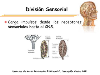 División Sensorial

Carga impulsos desde los receptores
sensoriales hasta el CNS.




  Derechos de Autor Reservados © Richard C. Concepción Castro 2011
 