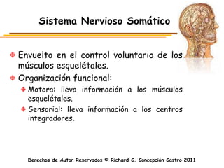 Sistema Nervioso Somático


Envuelto en el control voluntario de los
músculos esquelétales.
Organización funcional:
  Motora: lleva información a los músculos
  esquelétales.
  Sensorial: lleva información a los centros
  integradores.




  Derechos de Autor Reservados © Richard C. Concepción Castro 2011
 