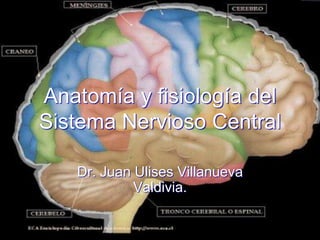Anatomía y fisiología del
Sistema Nervioso Central

   Dr. Juan Ulises Villanueva
            Valdivia.
 