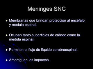 Meninges SNC
   Membranas que brindan protección al encéfalo
    y médula espinal.

   Ocupan tanto superficies de cráneo como la
    médula espinal.

   Permiten el flujo de líquido cerebroespinal.

   Amortiguan los impactos.
 