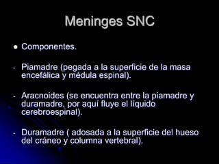 Meninges SNC
   Componentes.

-   Piamadre (pegada a la superficie de la masa
    encefálica y médula espinal).

-   Aracnoides (se encuentra entre la piamadre y
    duramadre, por aquí fluye el líquido
    cerebroespinal).

-   Duramadre ( adosada a la superficie del hueso
    del cráneo y columna vertebral).
 