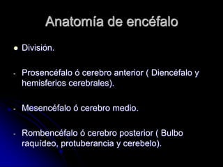 Anatomía de encéfalo
   División.

-   Prosencéfalo ó cerebro anterior ( Diencéfalo y
    hemisferios cerebrales).

-   Mesencéfalo ó cerebro medio.

-   Rombencéfalo ó cerebro posterior ( Bulbo
    raquídeo, protuberancia y cerebelo).
 