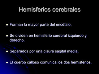 Hemisferios cerebrales

   Forman la mayor parte del encéfalo.

   Se dividen en hemisferio cerebral izquierdo y
    derecho.

   Separados por una cisura sagital media.

   El cuerpo calloso comunica los dos hemisferios.
 