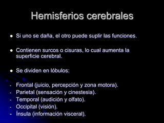 Hemisferios cerebrales
   Si uno se daña, el otro puede suplir las funciones.

   Contienen surcos o cisuras, lo cual aumenta la
    superficie cerebral.

   Se dividen en lóbulos:

- Frontal (juicio, percepción y zona motora).
- Parietal (sensación y cinestesia).
- Temporal (audición y olfato).
- Occipital (visión).
- Ínsula (información visceral).
 