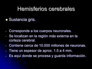 Hemisferios cerebrales
   Sustancia gris.

-   Corresponde a los cuerpos neuronales.
-   Se localizan en la región más externa en la
    corteza cerebral.
-   Contiene cerca de 10.000 millones de neuronas.
-   Tiene un espesor de aprox. 1.5 a 4 mm.
-   Es aquí donde se procesa y guarda información.
 