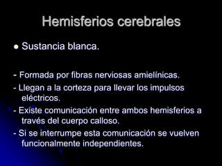 Hemisferios cerebrales
   Sustancia blanca.

- Formada por fibras nerviosas amielínicas.
- Llegan a la corteza para llevar los impulsos
   eléctricos.
- Existe comunicación entre ambos hemisferios a
   través del cuerpo calloso.
- Si se interrumpe esta comunicación se vuelven
   funcionalmente independientes.
 