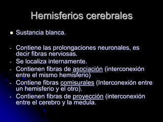 Hemisferios cerebrales
   Sustancia blanca.

-   Contiene las prolongaciones neuronales, es
    decir fibras nerviosas.
-   Se localiza internamente.
-   Contienen fibras de asociación (interconexión
    entre el mismo hemisferio)
-   Contiene fibras comisurales (Interconexión entre
    un hemisferio y el otro).
-   Contienen fibras de proyección (interconexión
    entre el cerebro y la medula.
 