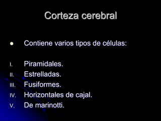 Corteza cerebral

      Contiene varios tipos de células:

I.     Piramidales.
II.    Estrelladas.
III.   Fusiformes.
IV.    Horizontales de cajal.
V.     De marinotti.
 