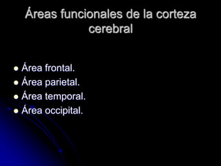 Áreas funcionales de la corteza
               cerebral


 Área frontal.
 Área parietal.
 Área temporal.
 Área occipital.
 