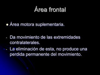 Área frontal

   Área motora suplementaria.

-   Da movimiento de las extremidades
    contralaterales.
-   La eliminación de esta, no produce una
    perdida permanente del movimiento.
 