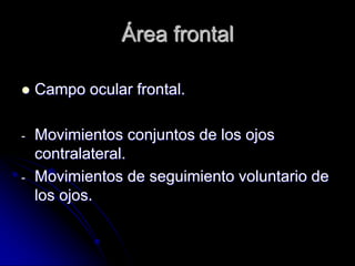 Área frontal

   Campo ocular frontal.

-   Movimientos conjuntos de los ojos
    contralateral.
-   Movimientos de seguimiento voluntario de
    los ojos.
 