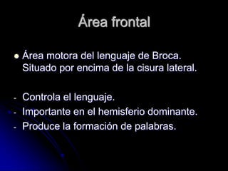 Área frontal

   Área motora del lenguaje de Broca.
    Situado por encima de la cisura lateral.

-   Controla el lenguaje.
-   Importante en el hemisferio dominante.
-   Produce la formación de palabras.
 
