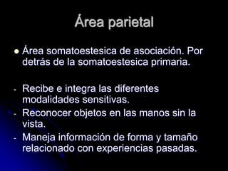 Área parietal
   Área somatoestesica de asociación. Por
    detrás de la somatoestesica primaria.

-   Recibe e integra las diferentes
    modalidades sensitivas.
-   Reconocer objetos en las manos sin la
    vista.
-   Maneja información de forma y tamaño
    relacionado con experiencias pasadas.
 
