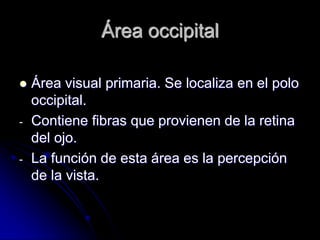 Área occipital

   Área visual primaria. Se localiza en el polo
    occipital.
-   Contiene fibras que provienen de la retina
    del ojo.
-   La función de esta área es la percepción
    de la vista.
 
