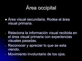 Área occipital

   Área visual secundaria. Rodea el área
    visual primaria.

-   Relaciona la información visual recibida en
    el área visual primaria con experiencias
    visuales pasadas.
-   Reconocer y apreciar lo que se esta
    viendo.
-   Movimiento involuntario de los ojos.
 