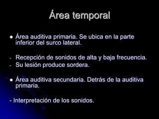 Área temporal

   Área auditiva primaria. Se ubica en la parte
    inferior del surco lateral.

-   Recepción de sonidos de alta y baja frecuencia.
-   Su lesión produce sordera.

   Área auditiva secundaria. Detrás de la auditiva
    primaria.

- Interpretación de los sonidos.
 