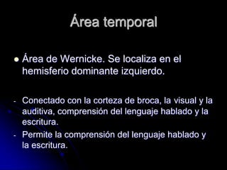 Área temporal

   Área de Wernicke. Se localiza en el
    hemisferio dominante izquierdo.

-   Conectado con la corteza de broca, la visual y la
    auditiva, comprensión del lenguaje hablado y la
    escritura.
-   Permite la comprensión del lenguaje hablado y
    la escritura.
 