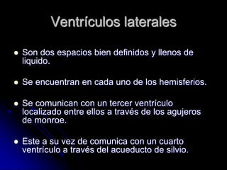 Ventrículos laterales

   Son dos espacios bien definidos y llenos de
    liquido.

   Se encuentran en cada uno de los hemisferios.

   Se comunican con un tercer ventrículo
    localizado entre ellos a través de los agujeros
    de monroe.

   Este a su vez de comunica con un cuarto
    ventrículo a través del acueducto de silvio.
 