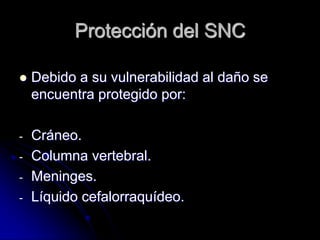 Protección del SNC

   Debido a su vulnerabilidad al daño se
    encuentra protegido por:

-   Cráneo.
-   Columna vertebral.
-   Meninges.
-   Líquido cefalorraquídeo.
 