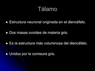 Tálamo

   Estructura neuronal originada en el diencéfalo.

   Dos masas ovoides de materia gris.

   Es la estructura más voluminosa del diencéfalo.

   Unidos por la comisura gris.
 