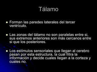 Tálamo

   Forman las paredes laterales del tercer
    ventrículo.

   Las zonas del tálamo no son paralelas entre si,
    sus extremos anteriores son más cercanos entre
    si que los posteriores.

   Los estímulos sensoriales que llegan al cerebro
    pasan por esta estructura, la cual filtra la
    información y decide cuales llegan a la corteza y
    cuales no.
 