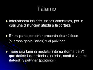 Tálamo
   Interconecta los hemisferios cerebrales, por lo
    cual una disfunción afecta a la corteza.

   En su parte posterior presenta dos núcleos
    (cuerpos geniculados) y el pulvinar.

   Tiene una lámina medular interna (forma de Y)
    que define los territorios anterior, medial, ventral
    (lateral) y pulvinar (posterior).
 