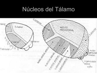 Núcleos del Tálamo
 