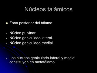 Núcleos talámicos

   Zona posterior del tálamo.

-   Núcleo pulvinar.
-   Núcleo geniculado lateral.
-   Núcleo geniculado medial.


-   Los núcleos geniculado lateral y medial
    constituyen en metatálamo.
 