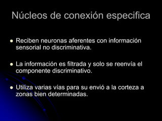 Núcleos de conexión especifica

   Reciben neuronas aferentes con información
    sensorial no discriminativa.

   La información es filtrada y solo se reenvía el
    componente discriminativo.

   Utiliza varias vías para su envió a la corteza a
    zonas bien determinadas.
 
