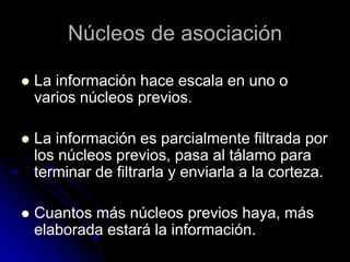 Núcleos de asociación

   La información hace escala en uno o
    varios núcleos previos.

   La información es parcialmente filtrada por
    los núcleos previos, pasa al tálamo para
    terminar de filtrarla y enviarla a la corteza.

   Cuantos más núcleos previos haya, más
    elaborada estará la información.
 