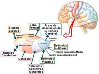 Sistema nervioso central